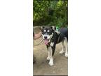 Adopt Hank a Black - with Tan, Yellow or Fawn Australian Cattle Dog / Australian