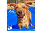 Adopt Arlo a Dachshund / Carolina Dog / Mixed dog in Magnolia, TX (39092090)