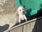 Adopt Fluff a White Poodle (Miniature) / Bichon Frise dog in Buffalo