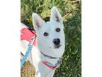Adopt Raita a White Jindo / Mixed dog in toronto, ON (39130286)