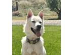 Adopt Bridger2 a White Husky / Shepherd (Unknown Type) dog in Highlands Ranch