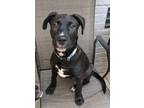 Adopt Hider a Black - with White Border Collie / Mixed Breed (Medium) / Mixed