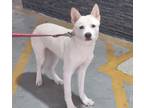 Adopt Tom a White Jindo / Mixed dog in Morristown, NJ (39109029)