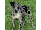Adopt Patches a Gray/Silver/Salt & Pepper - with Black Catahoula Leopard Dog /