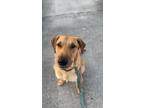 Adopt Charlie a Brown/Chocolate Airedale Terrier / Catahoula Leopard Dog / Mixed
