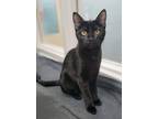 Adopt Gibbs a Domestic Shorthair / Mixed (short coat) cat in Bloomington