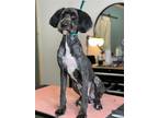 Adopt Hersey a Black - with White Poodle (Standard) / Labrador Retriever / Mixed