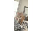 Adopt Lilly a Orange or Red Tabby Tabby / Mixed (short coat) cat in Celina