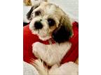 Adopt Brynne a Tricolor (Tan/Brown & Black & White) Shih Tzu / Mixed dog in