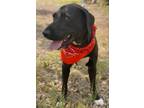 Adopt Elway a Black - with White Labrador Retriever / Mixed dog in Bend