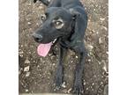 Adopt Hudson a Black - with Tan, Yellow or Fawn Labrador Retriever dog in Bend