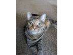 Adopt Isabel a Tortoiseshell Domestic Shorthair / Mixed (medium coat) cat in