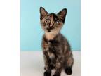 Adopt Marjorie a Spotted Tabby/Leopard Spotted Domestic Shorthair / Mixed (short