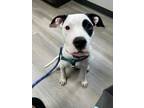 Adopt Bessie a White - with Black American Pit Bull Terrier / Mixed dog in