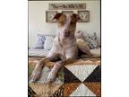 Adopt Rosie a White - with Red, Golden, Orange or Chestnut Blue Heeler / Mixed