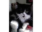 Adopt SKITTLES a Black & White or Tuxedo Persian / Mixed cat in Rochester Hills