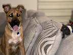Adopt Charlie a Tan/Yellow/Fawn German Shepherd Dog / Great Dane / Mixed dog in