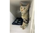 Adopt Ethel a Domestic Shorthair / Mixed (short coat) cat in Lagrange