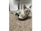 Adopt Alexa a Gray, Blue or Silver Tabby Tabby / Mixed (short coat) cat in