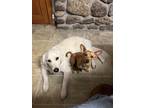 Adopt Sammy a White Golden Retriever / Mixed dog in Lempster, NH (39129834)