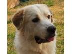 Adopt Boy a White - with Tan, Yellow or Fawn Great Pyrenees dog in Rogers