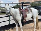 Adopt Diva a Arabian / Mixed horse in Houston, TX (39090036)