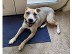 Adopt Toby a Tan/Yellow/Fawn -