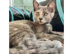 Adopt Magnolia - *Available by Appointment* Chino Hills Location a Tortoiseshell