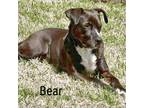 Adopt Bear a Brown/Chocolate Labrador Retriever / Boxer / Mixed dog in Flower