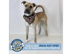 Adopt Carl a Tan/Yellow/Fawn German Shepherd Dog / Mixed dog in Greenville