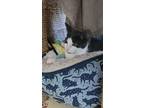 Adopt Birdie a Spotted Tabby/Leopard Spotted Domestic Shorthair / Mixed cat in