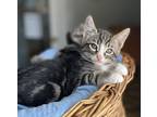 Adopt Luigi a Domestic Shorthair / Mixed cat in Vernon, BC (39129538)