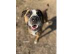 Adopt Tucker a Boxer / Mastiff / Mixed dog in Vernon, BC (39129534)