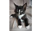 Adopt Sm - Blaze K2 a Domestic Mediumhair / Mixed cat in Campbell River