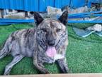 Adopt Vincenzo a Brindle Shiba Inu / Jindo / Mixed dog in Port Coquitlam