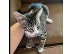 Adopt Freddie (NHW) a Brown Tabby Polydactyl/Hemingway / Mixed (short coat) cat