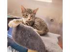 Adopt Mariette a Domestic Shorthair / Mixed (short coat) cat in Sprakers
