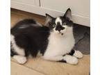 Adopt Bo a Domestic Shorthair / Mixed (short coat) cat in Logan, UT (39102851)