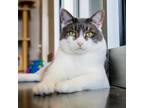 Adopt Boban a Gray or Blue Domestic Shorthair / Mixed cat in Newark