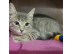 Adopt Thor a Gray or Blue Domestic Shorthair / Mixed cat in Abilene