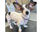 Adopt Sushi a White - with Tan, Yellow or Fawn Dachshund / Rat Terrier / Mixed