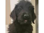 Adopt Eric a Black Labrador Retriever / Poodle (Standard) / Mixed dog in