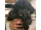 Adopt Rick a Black Labrador Retriever / Poodle (Standard) / Mixed dog in