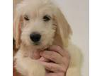 Adopt Joshua a White - with Tan, Yellow or Fawn Labrador Retriever / Poodle