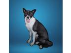 Adopt Axel a Tricolor (Tan/Brown & Black & White) Husky / Akita / Mixed dog in