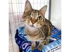 Adopt Marley -- Bonded Buddies With Claudia a Domestic Shorthair / Mixed cat in