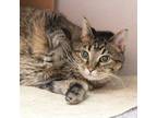 Adopt Bonnie a Domestic Shorthair / Mixed cat in Des Moines, IA (39125393)