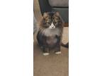 Adopt Asher-(Ash) a Tan or Fawn (Mostly) Maine Coon / Mixed (long coat) cat in