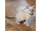 Adopt Bobbin a White Domestic Shorthair / Mixed cat in Stephenville