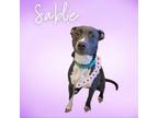 Adopt Sable a Gray/Silver/Salt & Pepper - with Black Pit Bull Terrier / Mixed